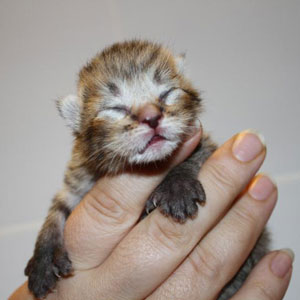 Teddy(Тэдди), кошки и котята Pixiebob (пиксибоб)