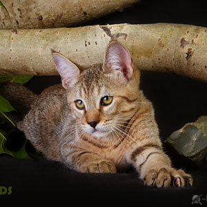 Grom(Гром), кошки и котята Pixiebob (пиксибоб)