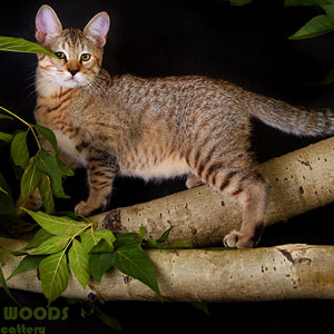 Grom(Гром), кошки и котята Pixiebob (пиксибоб)