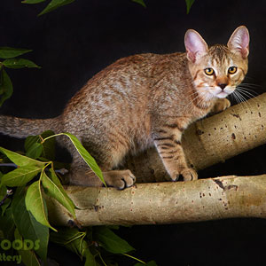 Grom(Гром), кошки и котята Pixiebob (пиксибоб)