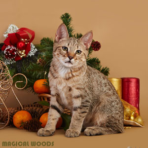 Wiking(Викинг), кошки и котята Pixiebob (пиксибоб)