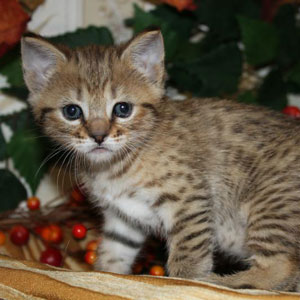 Wiking(Викинг), кошки и котята Pixiebob (пиксибоб)