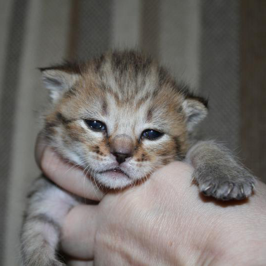 Wiking(Викинг), кошки и котята Pixiebob (пиксибоб)