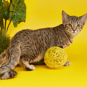 Debbie(Дебби), кошки и котята Pixiebob (пиксибоб)