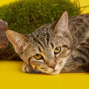 Debbie(Дебби), кошки и котята Pixiebob (пиксибоб)