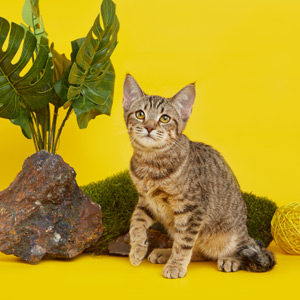 Debbie(Дебби), кошки и котята Pixiebob (пиксибоб)