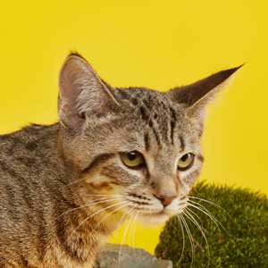 Debbie(Дебби), кошки и котята Pixiebob (пиксибоб)