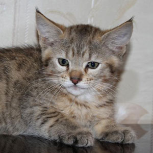 Cnopka(Кнопка), кошки и котята Pixiebob (пиксибоб)