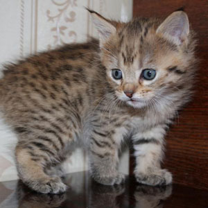 Cnopka(Кнопка), кошки и котята Pixiebob (пиксибоб)