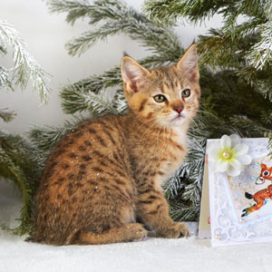 Cnopka(Кнопка), кошки и котята Pixiebob (пиксибоб)