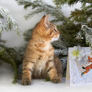 Cnopka(Кнопка), кошки и котята Pixiebob (пиксибоб)