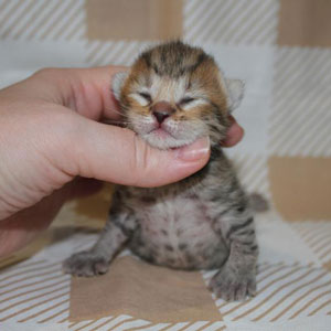 Benya(Беня), кошки и котята Pixiebob (пиксибоб)