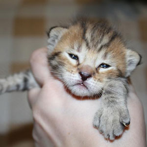 Benya(Беня), кошки и котята Pixiebob (пиксибоб)