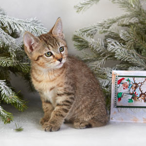 Benya(Беня), кошки и котята Pixiebob (пиксибоб)