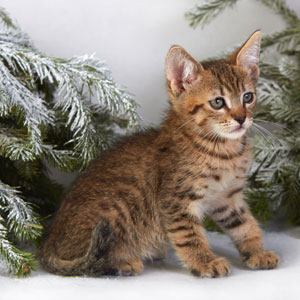 Benya(Беня), кошки и котята Pixiebob (пиксибоб)