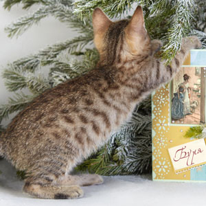 Burya(Буря), кошки и котята Pixiebob (пиксибоб)
