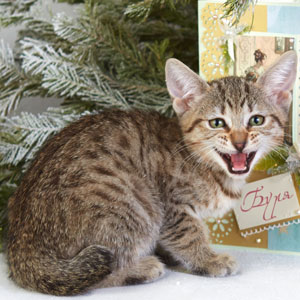 Burya(Буря), кошки и котята Pixiebob (пиксибоб)