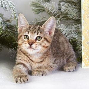 Burya(Буря), кошки и котята Pixiebob (пиксибоб)