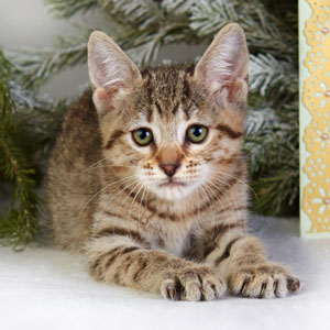 Burya(Буря), кошки и котята Pixiebob (пиксибоб)