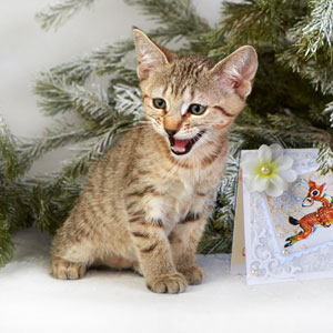 Bekki(Бекки), кошки и котята Pixiebob (пиксибоб)