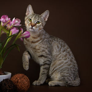 Bekki(Бекки), кошки и котята Pixiebob (пиксибоб)