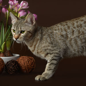 Bekki(Бекки), кошки и котята Pixiebob (пиксибоб)
