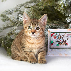 Boni(Бони), кошки и котята Pixiebob (пиксибоб)