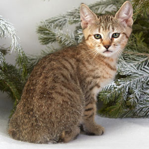 Boni(Бони), кошки и котята Pixiebob (пиксибоб)