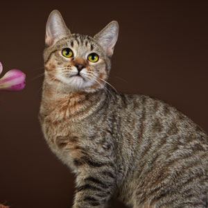 Boni(Бони), кошки и котята Pixiebob (пиксибоб)