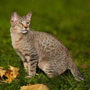 Dexter(Декстер), кошки и котята Pixiebob (пиксибоб)