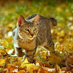 Dexter(Декстер), кошки и котята Pixiebob (пиксибоб)