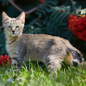 Dexter(Декстер), кошки и котята Pixiebob (пиксибоб)