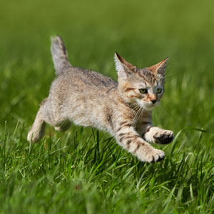 Dinamit(Динамит), кошки и котята Pixiebob (пиксибоб)