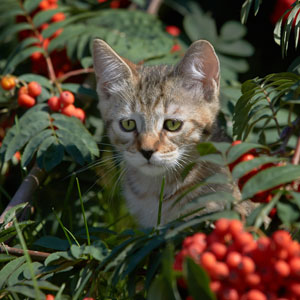 Dinamit(Динамит), кошки и котята Pixiebob (пиксибоб)