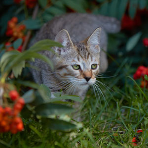 Dinamit(Динамит), кошки и котята Pixiebob (пиксибоб)