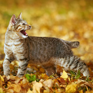 Dinamit(Динамит), кошки и котята Pixiebob (пиксибоб)