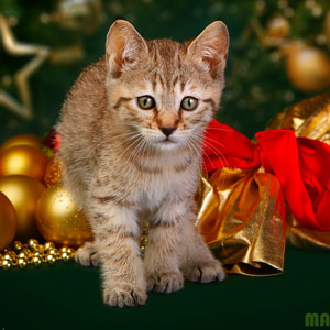 Flashka(Флэшка), кошки и котята Pixiebob (пиксибоб)