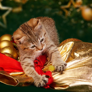 Flashka(Флэшка), кошки и котята Pixiebob (пиксибоб)