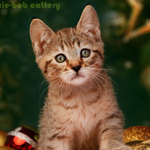 Flashka(Флэшка), кошки и котята Pixiebob (пиксибоб)