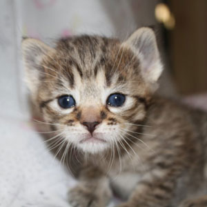 Judy(Джуди), кошки и котята Pixiebob (пиксибоб)