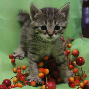 Judy(Джуди), кошки и котята Pixiebob (пиксибоб)