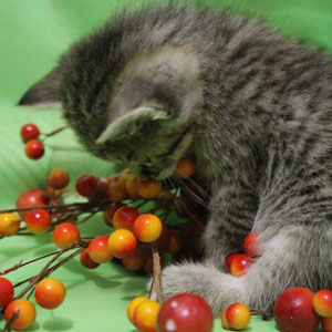 Judy(Джуди), кошки и котята Pixiebob (пиксибоб)