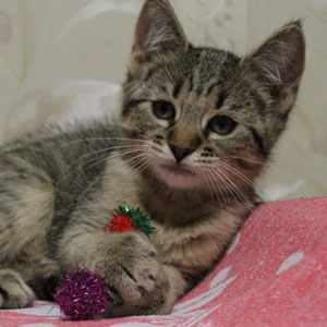 Judy(Джуди), кошки и котята Pixiebob (пиксибоб)