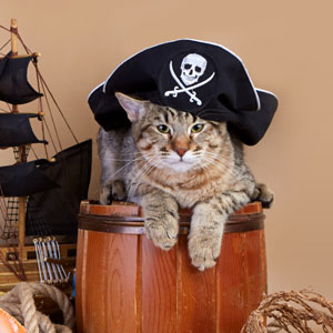 JackSparrov(ДжекВоробей), кошки и котята Pixiebob (пиксибоб)