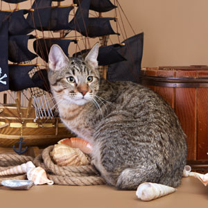 JackSparrov(ДжекВоробей), кошки и котята Pixiebob (пиксибоб)