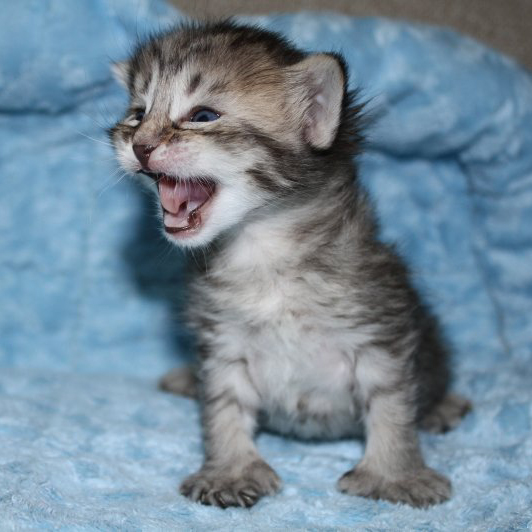 Kimberly(Кимберли), кошки и котята Pixiebob (пиксибоб)