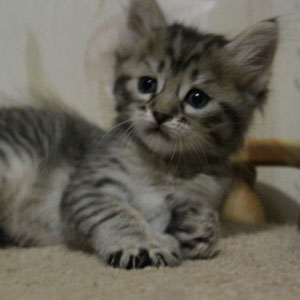Kimberly(Кимберли), кошки и котята Pixiebob (пиксибоб)