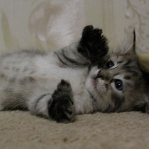 Kimberly(Кимберли), кошки и котята Pixiebob (пиксибоб)