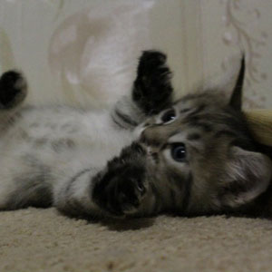 Kimberly(Кимберли), кошки и котята Pixiebob (пиксибоб)