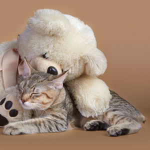 Kuzma(Кузьма), кошки и котята Pixiebob (пиксибоб)